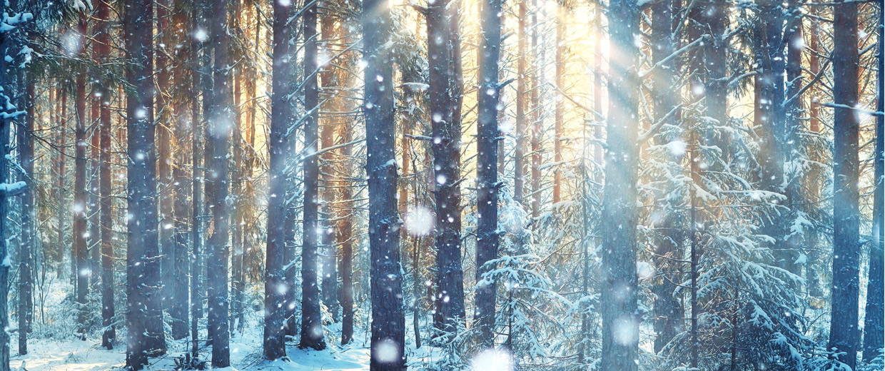 Une forêt enneigée à Ottawa avec la lumière du soleil qui brille à travers les arbres.