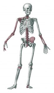 Diagram highlighting in red the bones that remained in the coffin.