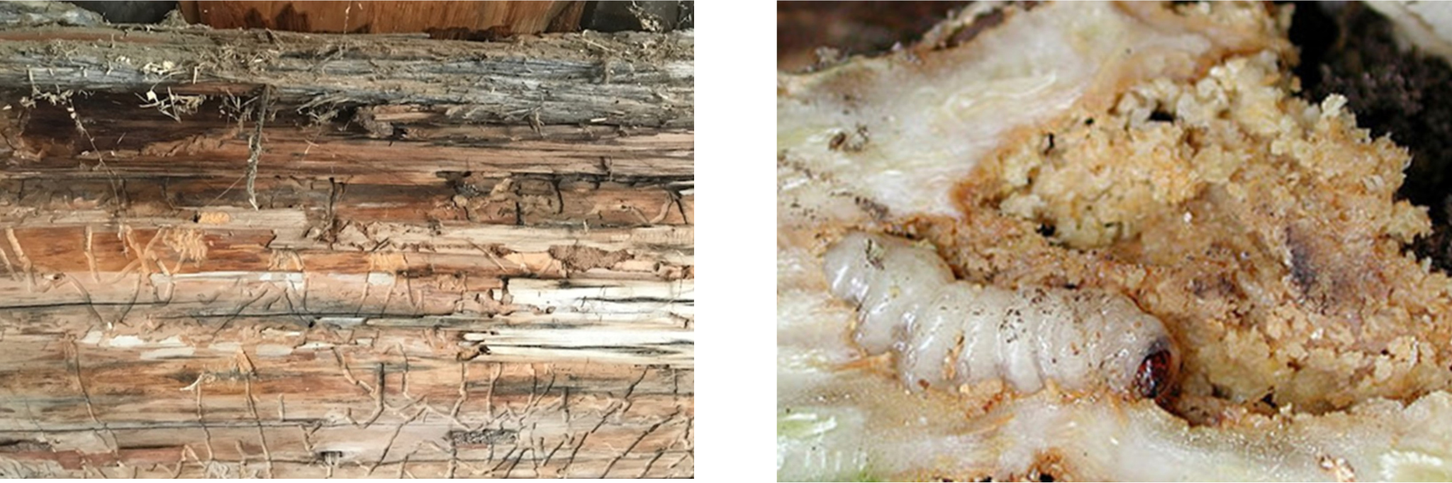 Image 1: Track marks from beetles found on a support beam beneath the bark. Image 2: Beetle larvae with frass deposit.