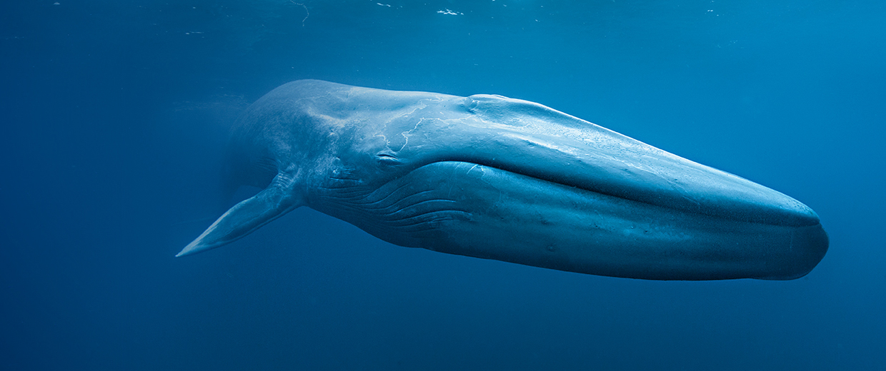 Les baleines bleues